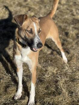 Rescue Whippet Dogs for Adoption in Prineville, Oregon - Bambi | PetCurious