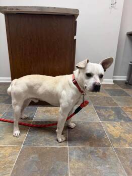 American Staffordshire Terrier and Mixed Breed Dogs Available for Adoption - Zero | PetCurious