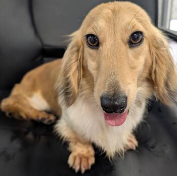 Beauty in NC -  Dachshund Dog for Adoption in Shelbyville, Tennessee - Beauty In NC | PetCurious