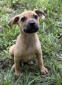 Happy Hippo -  Boxer and Labrador Retriever Dog for Adoption in Watertown, Connecticut - Happy Hippo | PetCurious