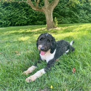 Roscoe -  Sheep Dog and Poodle Dog for Adoption in Jarrettsville, Maryland - Roscoe | PetCurious