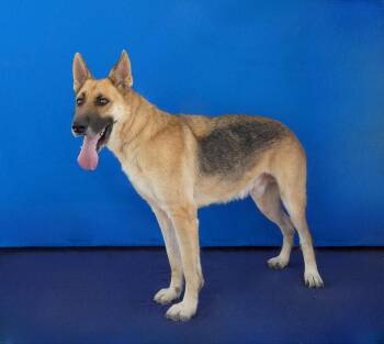 HANK -  German Shepherd Dog Dog for Adoption in Pasadena, California - HANK | PetCurious
