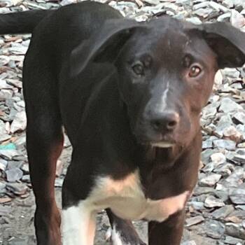 Rescue Pit Bull Terrier Dogs for Adoption in Portland, Maine - Tamara(Reduced Fee Until 12/15) | PetCurious