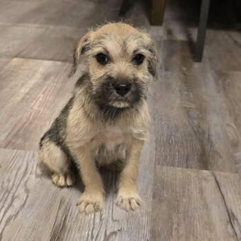 Colin -  Terrier Dog for Adoption in Harlingen, Texas - Colin | PetCurious