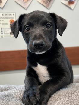 Gunter -  Labrador Retriever Dog for Adoption in Gautier, Mississippi - Gunter | PetCurious