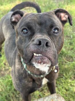 Capone -  Pit Bull Terrier Dog for Adoption in Anderson, Indiana - Capone | PetCurious