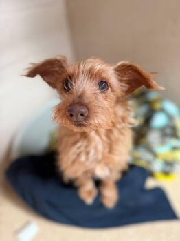Rescue Terrier Dogs for Adoption in Laguna Beach, California - Spikey | PetCurious