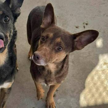 Corgi Dogs Available for Adoption in Bothell, Washington - Wheatly | PetCurious