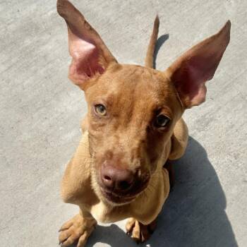 Dweevil -  Terrier Dog for Adoption in Parrish, Alabama - Dweevil | PetCurious
