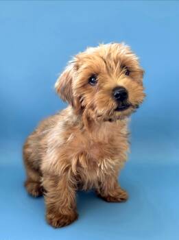 Scooby -  Yorkshire Terrier Dog for Adoption - Scooby | PetCurious