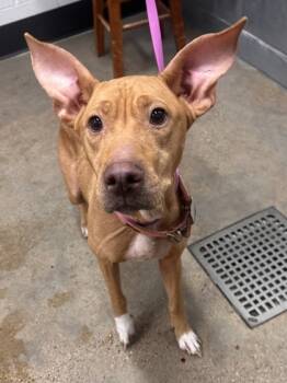 Rescue Labrador Retriever and Mixed Breed Dogs for Adoption in Cleveland, Ohio - Linda | PetCurious