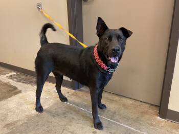 Rescue Labrador Retriever and Mixed Breed Dogs for Adoption in Ontario, California - CALISTA | PetCurious