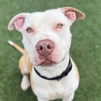 American Staffordshire Terrier and Mixed Breed Dogs Available for Adoption in Houston, Texas - Daniel Tiger | PetCurious