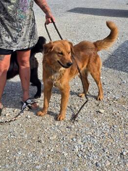 Rescue Golden Retriever Dogs for Adoption in Camden, Tennessee - Lucky | PetCurious