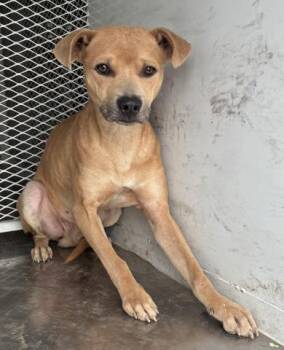 Rescue Pit Bull Terrier Dogs for Adoption in Thousand Oaks, California - Spence - URGENT! | PetCurious