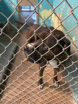 Rescue Boxer and Mixed Breed Dogs for Adoption in Hot Springs, Arkansas - Smoky | PetCurious