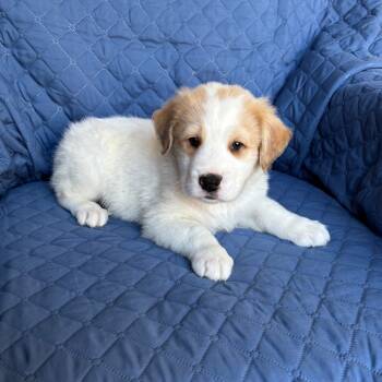 Rescue Boxer and Siberian Husky Dogs for Adoption in Olathe, Kansas - Swope | PetCurious