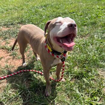Indie -  Pit Bull Terrier Dog Available for Adoption in York, Pennsylvania - Indie | PetCurious