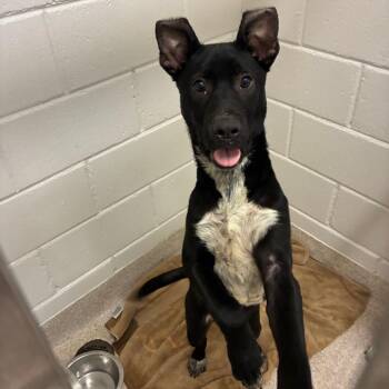 Wally/Thorne -  Mixed Breed Dog for Adoption in Horn Lake, Mississippi - Wally/Thorne | PetCurious
