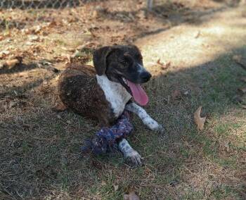 Luna -  Rat Terrier Dog for Adoption in North Little Rock, Arkansas - Luna | PetCurious