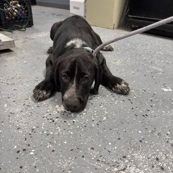 Hail -  Mixed Breed Dog for Adoption in Saint Joseph, Missouri - Hail | PetCurious