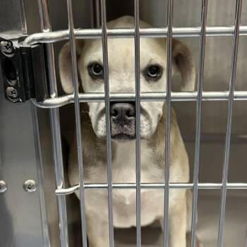 Cell Block Tango -  Mixed Breed Dog for Adoption in Greensboro, North Carolina - Cell Block Tango | PetCurious