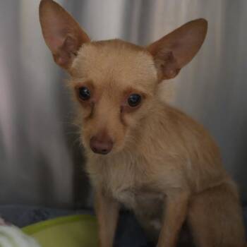 "Marvin" Martian -  Terrier and Chihuahua Dog for Adoption in Coachella, California - "Marvin" Martian | PetCurious