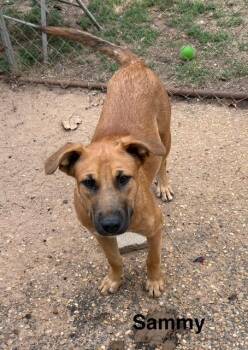 Rescue Shepherd Dogs for Adoption in Zimmerman, Minnesota - Sammy | PetCurious
