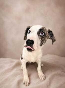 Couyon -  Catahoula Leopard Dog Dog for Adoption in Hardeeville, South Carolina - Couyon | PetCurious