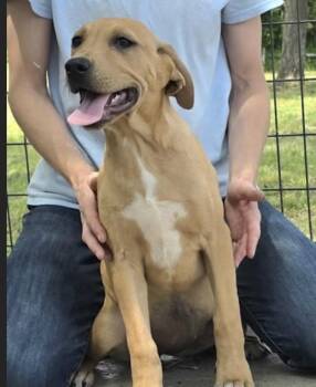 Sailor -  Labrador Retriever and Great Dane Dog for Adoption in Watertown, Connecticut - Sailor | PetCurious