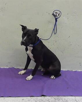 TRIXIE -  Staffordshire Bull Terrier and Mixed Breed Dog for Adoption in Houston, Texas - TRIXIE | PetCurious