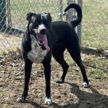 Rose -  English Pointer Dog for Adoption in Marshalltown, Iowa - Rose | PetCurious