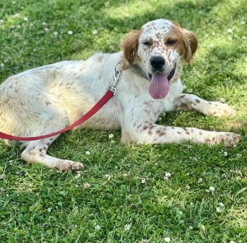 English Springer Spaniel Dogs Available for Adoption in Hopkinton, Massachusetts - Charles Tripod | PetCurious