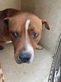 TURTLE -  Pit Bull Terrier Dog for Adoption in Oklahoma City, Oklahoma - TURTLE | PetCurious
