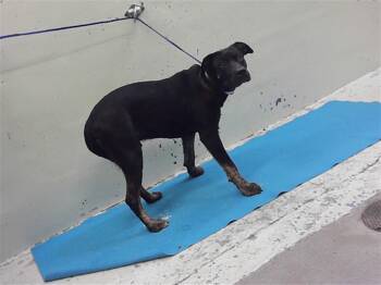 KYLER -  Staffordshire Bull Terrier and Mixed Breed Dog for Adoption in Houston, Texas - KYLER | PetCurious