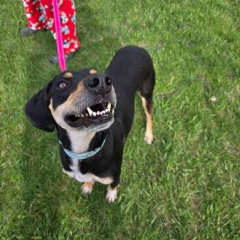 Banner -  Bloodhound and Mixed Breed Dog for Adoption in Tomah, Wisconsin - Banner | PetCurious