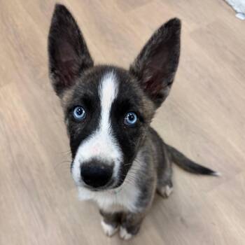 Kya -  Husky Dog for Adoption in Lagrange, Georgia - Kya | PetCurious