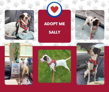 Sally (OH) -  English Pointer Dog for Adoption in Bridgeton, New Jersey - Sally (OH) | PetCurious