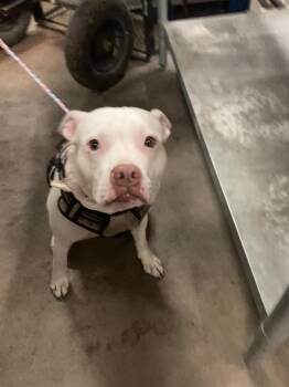 BEEGEE (PCD) -  Mixed Breed Dog for Adoption in Dallas, Texas - BEEGEE (PCD) | PetCurious