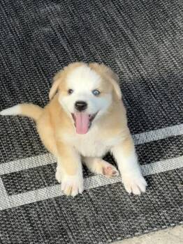 Basket -  Anatolian Shepherd Dog for Adoption in The Woodlands, Texas - Basket | PetCurious