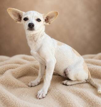 Lemonade -  Chihuahua and Papillon Dog for Adoption in Lathrop, California - Lemonade | PetCurious