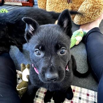 Hera -  German Shepherd Dog Dog for Adoption in Potomac, Maryland - Hera | PetCurious
