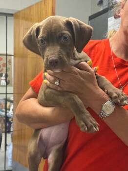 26-0559D -  Pit Bull Terrier Dog for Adoption in Sorrento, Louisiana - 26-0559D | PetCurious