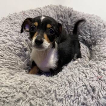 Rat Terrier Dogs Available for Adoption - Bruno | PetCurious