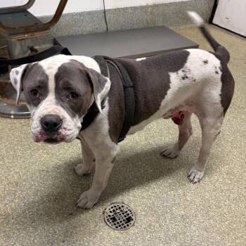 IVHS-Stray-141830 -  Pit Bull Terrier and American Bulldog Dog for Adoption in San Gabriel, California - IVHS-Stray-141830 | PetCurious