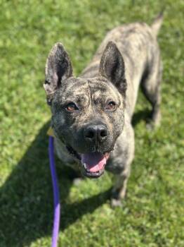 Australian Cattle Dog Blue Heeler Dogs Available for Adoption in Cleveland, Ohio - Wheelie | PetCurious