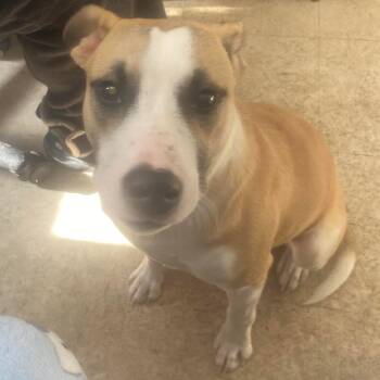 Mixed Breed Dogs Available for Adoption - Dom Stray Hold 2/12 | PetCurious