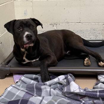 Pit Bull Terrier and Labrador Retriever Dogs Available for Adoption in Tuscaloosa, Alabama - TUSC-Stray-84074 | PetCurious