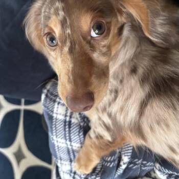 Dachshund Dogs Available for Adoption - Mateo | PetCurious