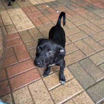 Dachshund Dogs Available for Adoption - Felicia | PetCurious